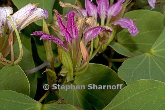 bauhinia macranthera 2 graphic